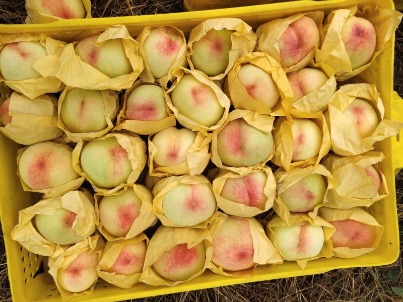 果园直供量大优惠无锡阳山水蜜桃
