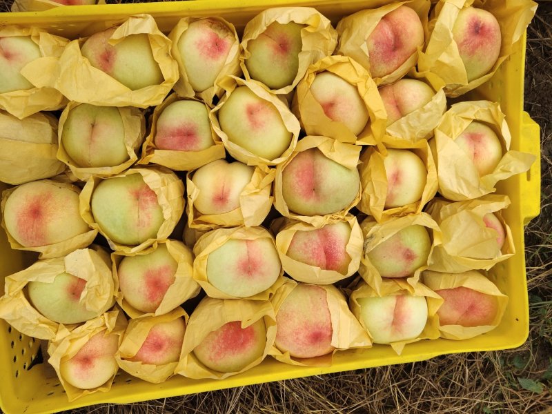果园直供量大优惠无锡阳山水蜜桃