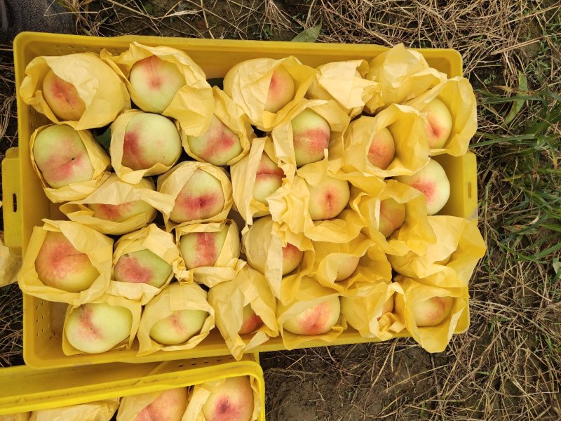 果园直供量大优惠无锡阳山水蜜桃
