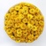 怀菊花河南焦作云台冰菊新品菊花知里菊游韵菊黄菊花