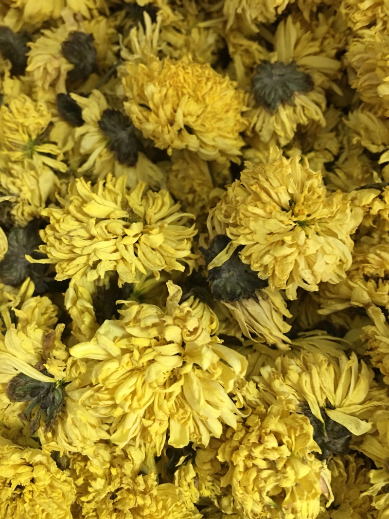 怀菊花河南焦作云台冰菊新品菊花知里菊游韵菊黄菊花