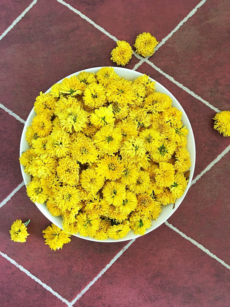 怀菊花河南焦作云台冰菊新品菊花知里菊游韵菊黄菊花