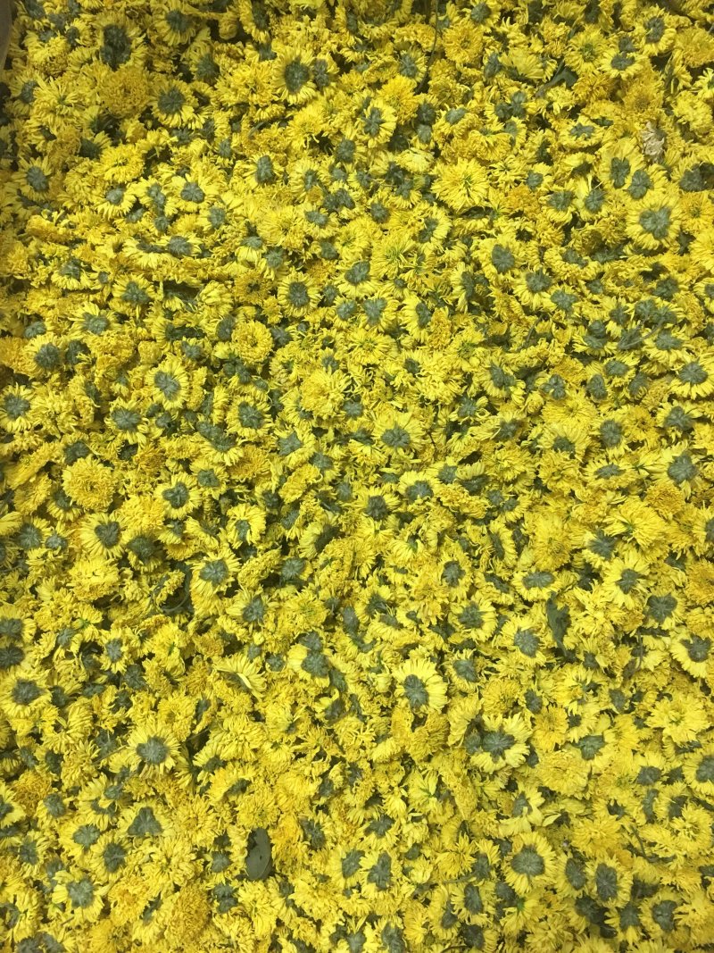 怀菊花河南焦作云台冰菊新品菊花知里菊游韵菊黄菊花