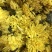 怀菊花河南焦作云台冰菊新品菊花知里菊游韵菊黄菊花