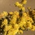 怀菊花河南焦作云台冰菊新品菊花知里菊游韵菊黄菊花