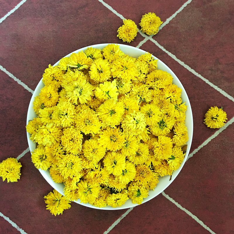 怀菊花河南焦作云台冰菊新品菊花知里菊游韵菊黄菊花