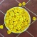 怀菊花河南焦作云台冰菊新品菊花知里菊游韵菊黄菊花