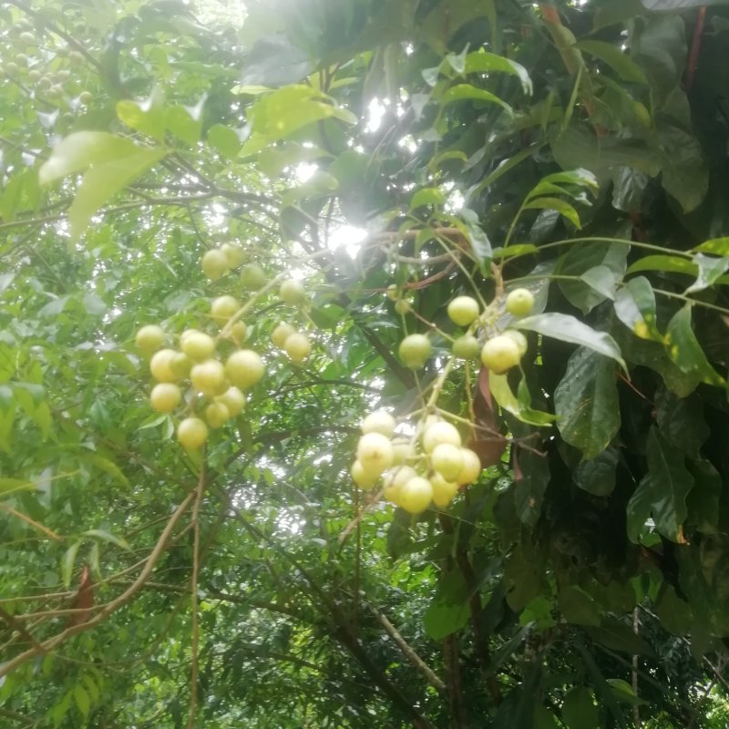 鸡皮果山黄皮大量供应欢迎老板咨询合作！
