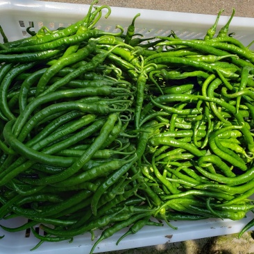 茄果类
