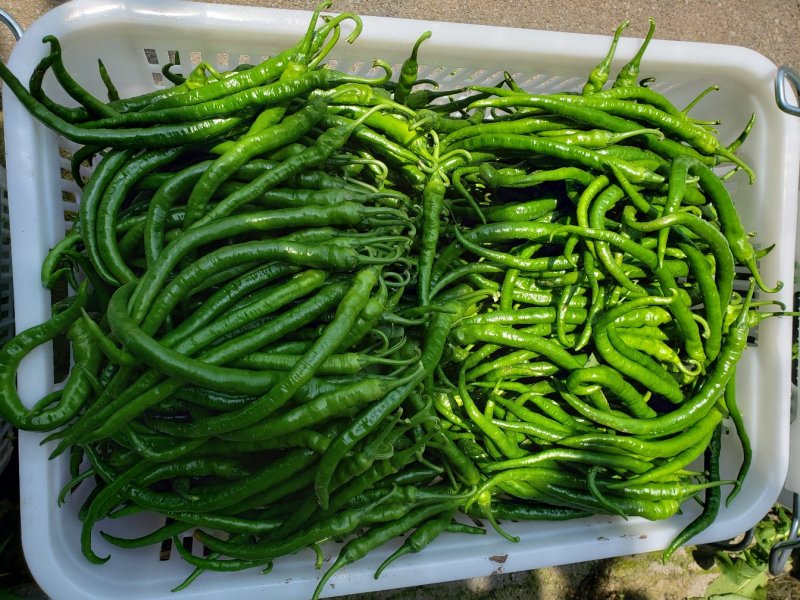 茄果类