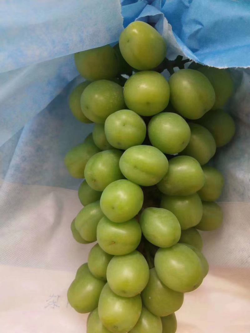 阳光玫瑰葡萄，晴王甜葡萄产地直销，精品一级果园