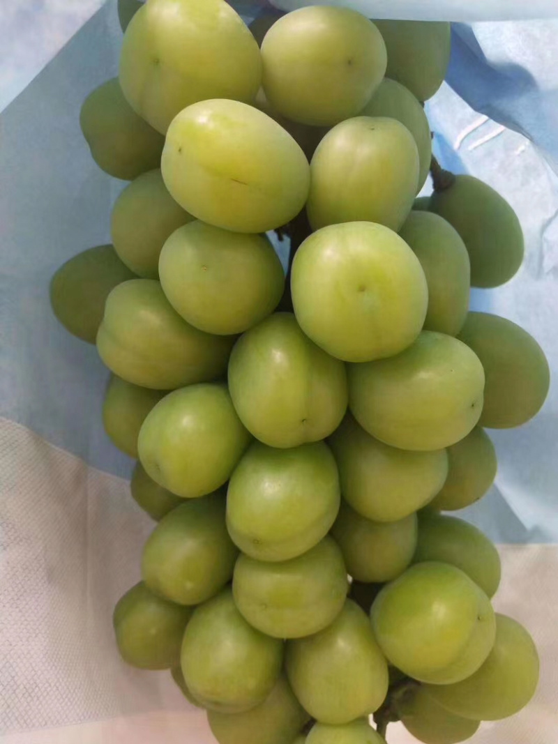 阳光玫瑰葡萄，晴王甜葡萄产地直销，精品一级果园