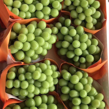 阳光玫瑰葡萄，晴王甜葡萄产地直销，精品一级果园