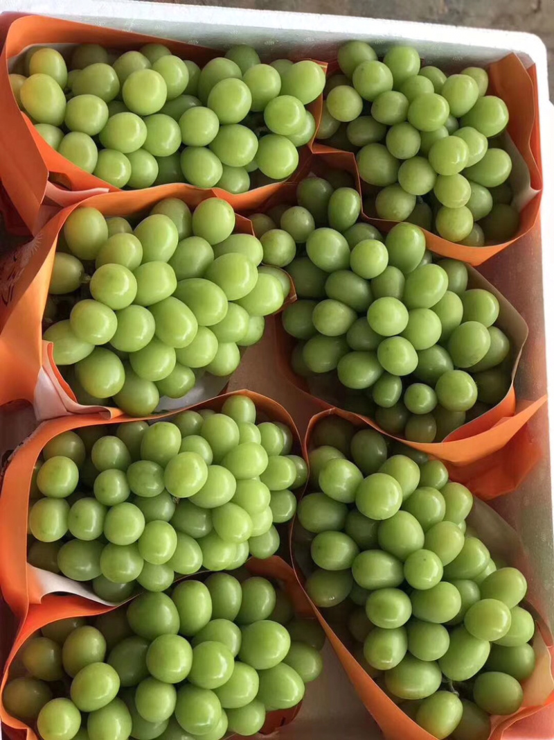 阳光玫瑰葡萄，晴王甜葡萄产地直销，精品一级果园