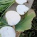 芥菜头芥菜疙瘩大头菜无黑心裂口黑根根须刀削干净