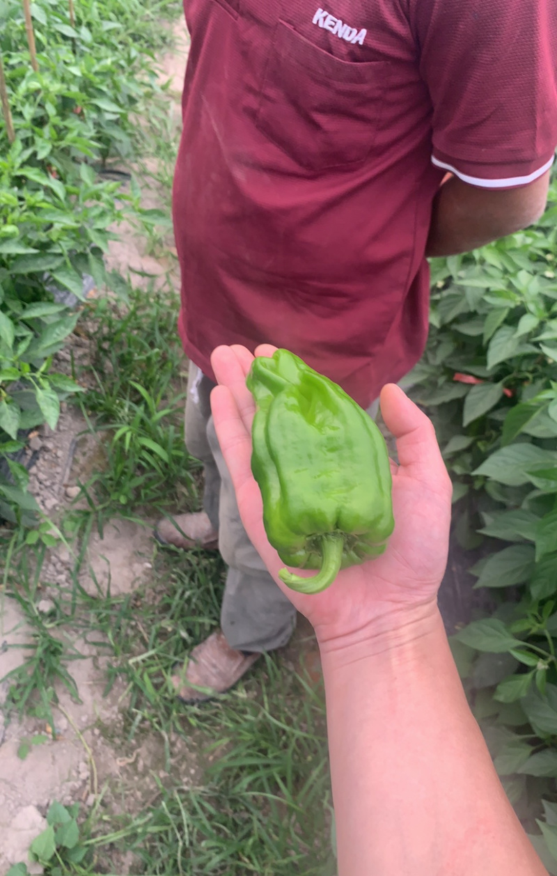 青椒，泡椒