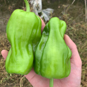 青椒，泡椒