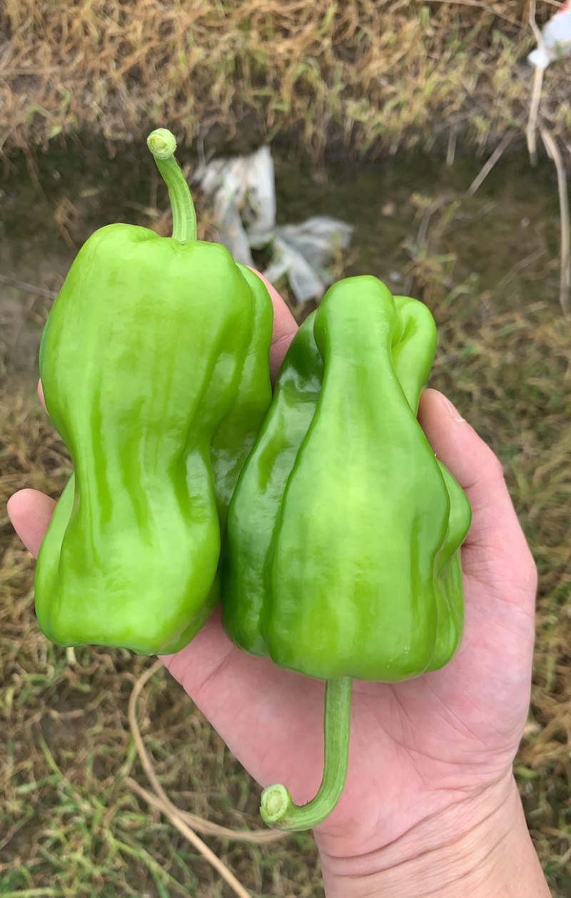 青椒，泡椒