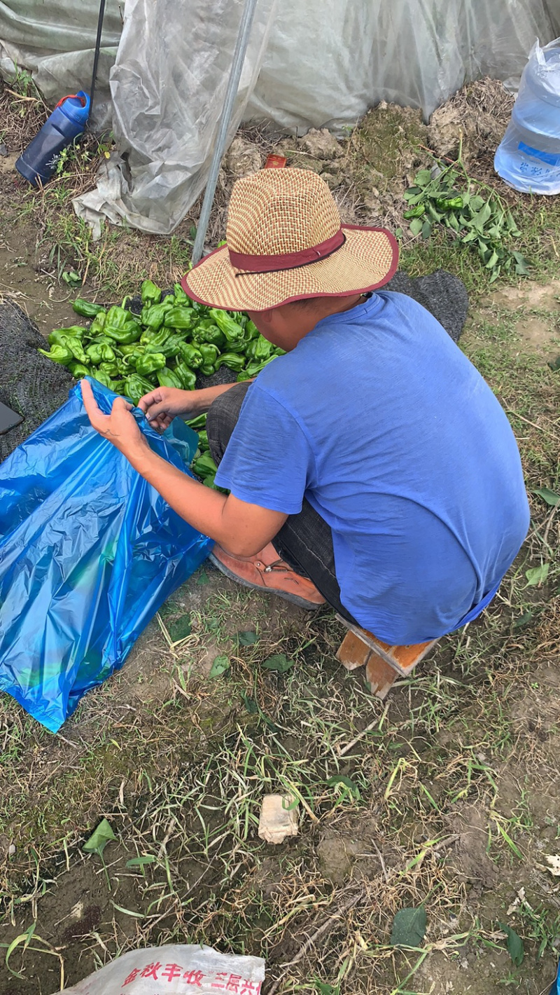 青椒，泡椒
