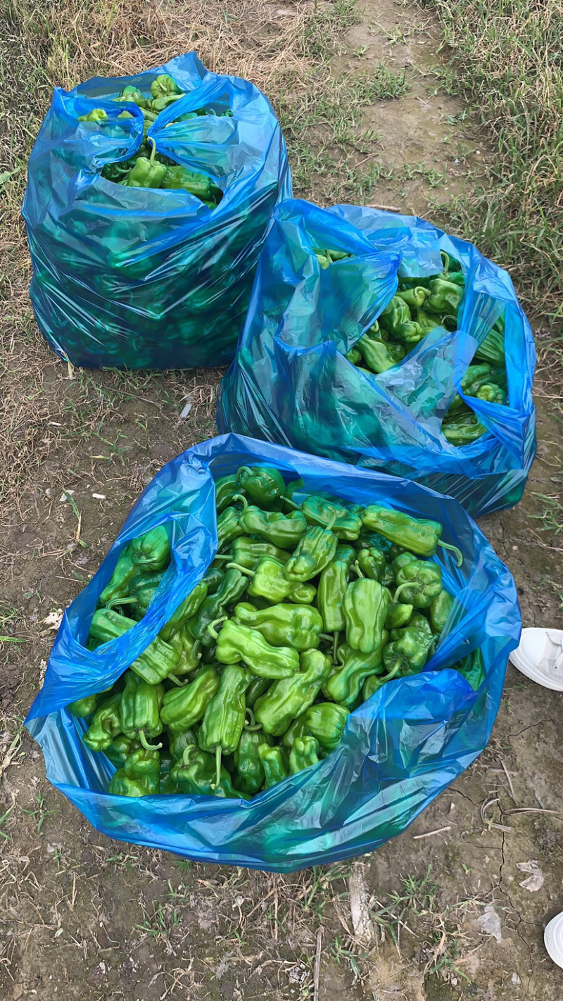 青椒，泡椒
