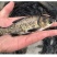 【花、白鲢鱼】优质花、白鲢鱼质量保证基地直供技术支