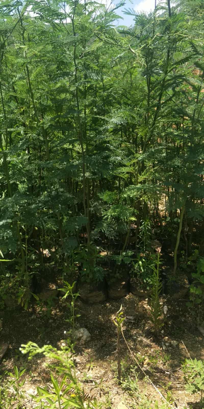 黑荆树，银荆树，金合欢，圣诞树，圣诞树苗，黑荆树苗