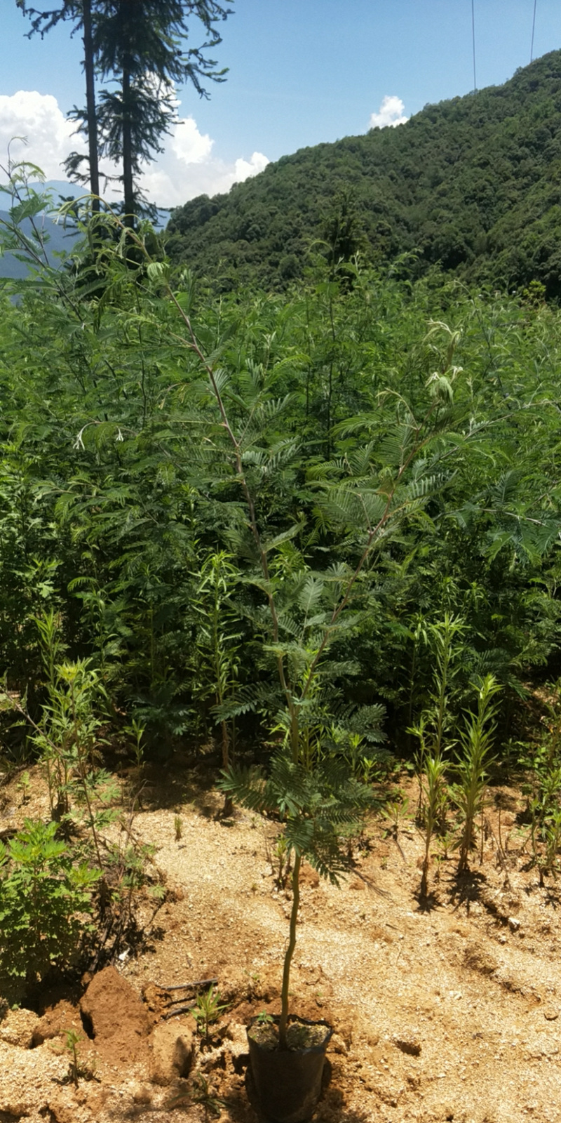 黑荆树，银荆树，金合欢，圣诞树，圣诞树苗，黑荆树苗