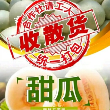 东方蜜1号甜瓜2斤以上
