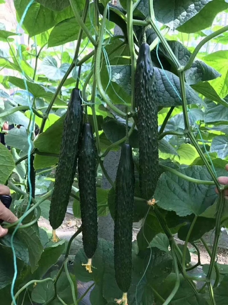 山东莘县黄瓜陆续上市中，实力代办诚信经营