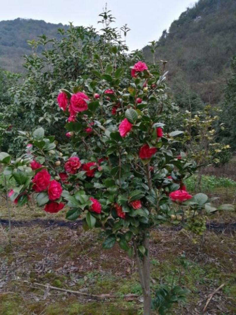 桂花山茶花。