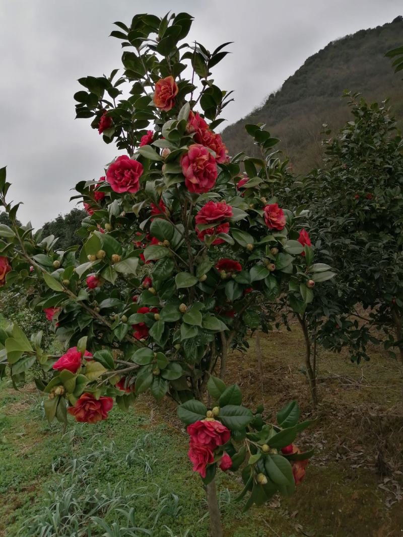 桂花山茶花。