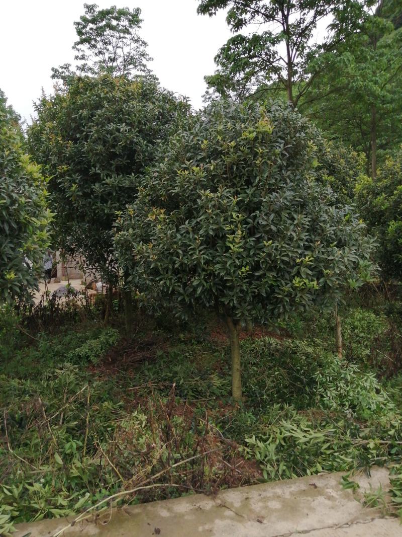 桂花山茶花。