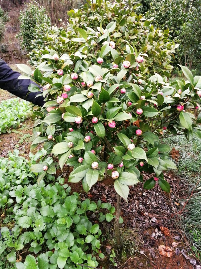 桂花山茶花。