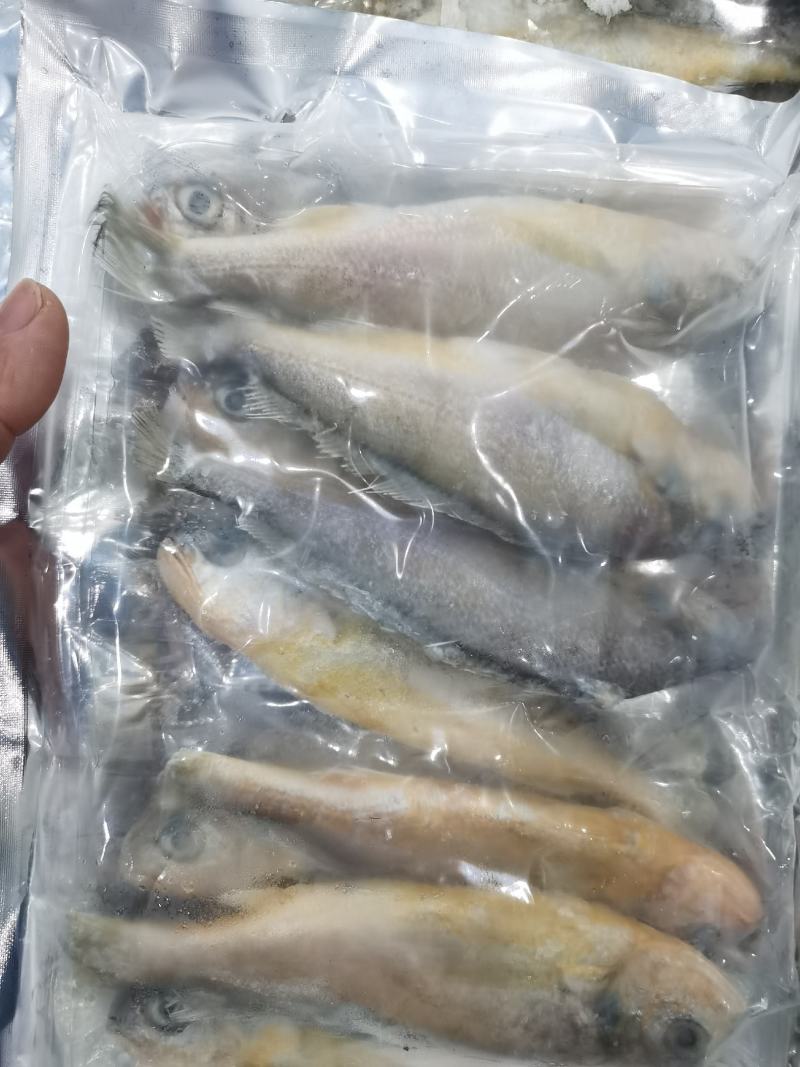 小黄鱼鲜活速冻小黄鱼黄花鱼清蒸红烧烧烤