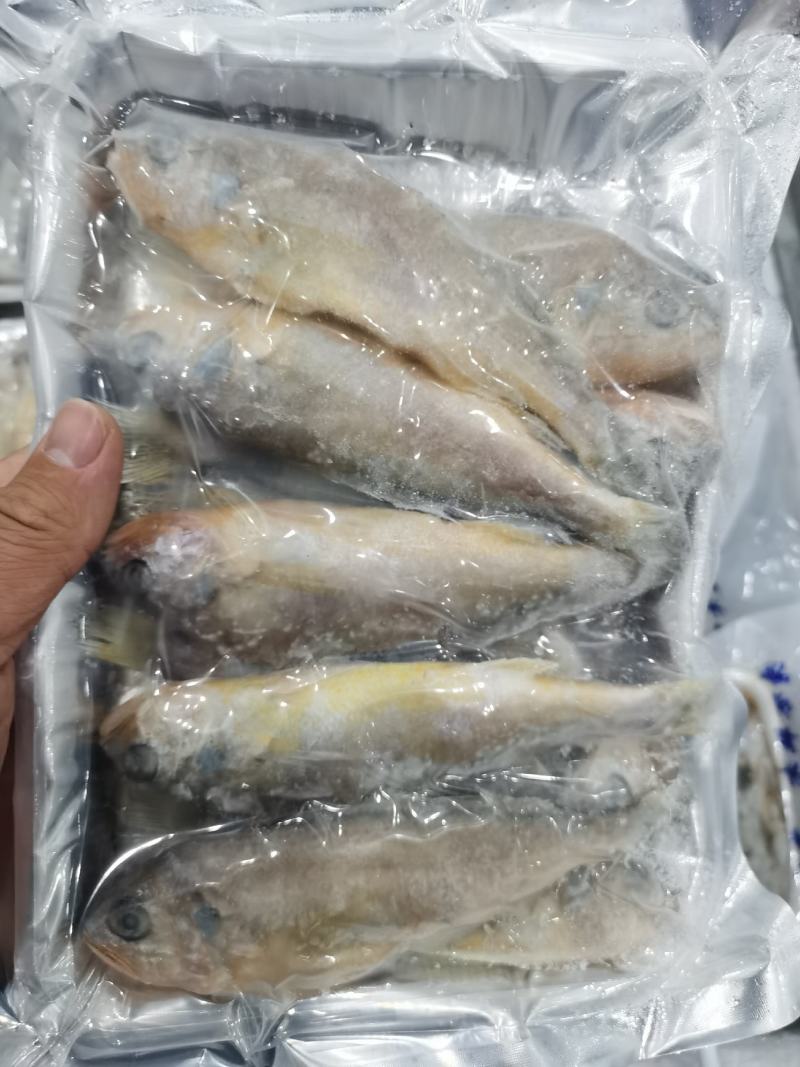 小黄鱼鲜活速冻小黄鱼黄花鱼清蒸红烧烧烤
