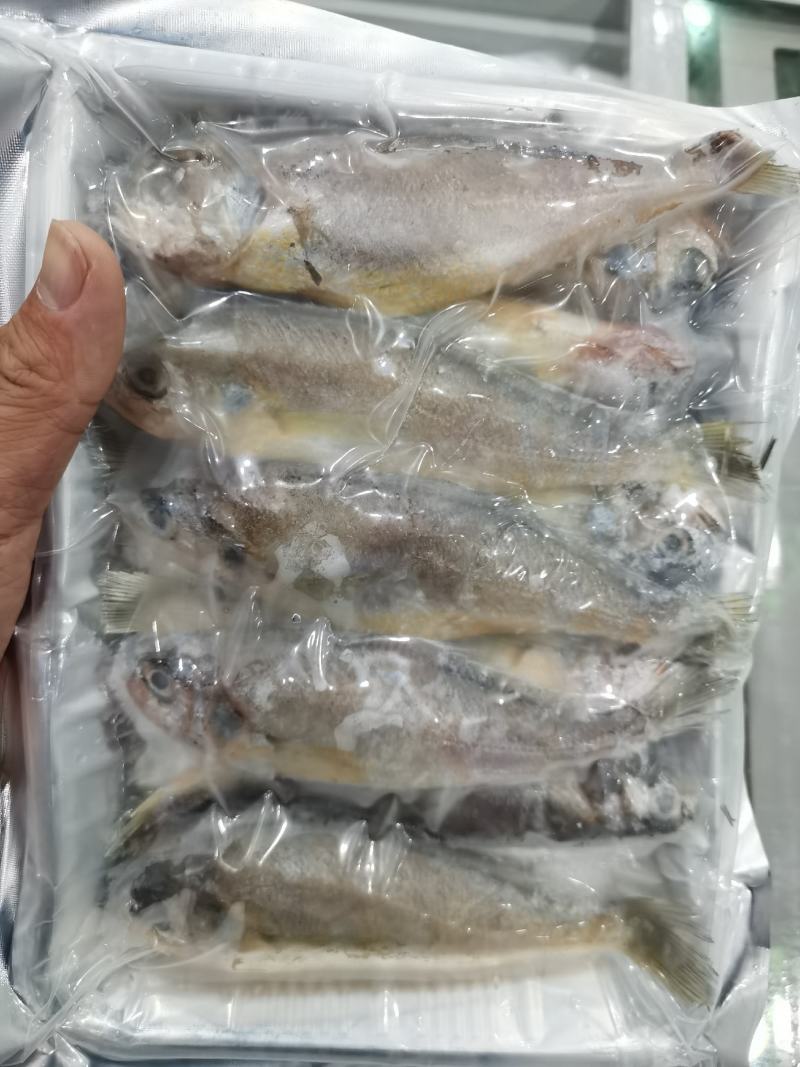 小黄鱼鲜活速冻小黄鱼黄花鱼清蒸红烧烧烤