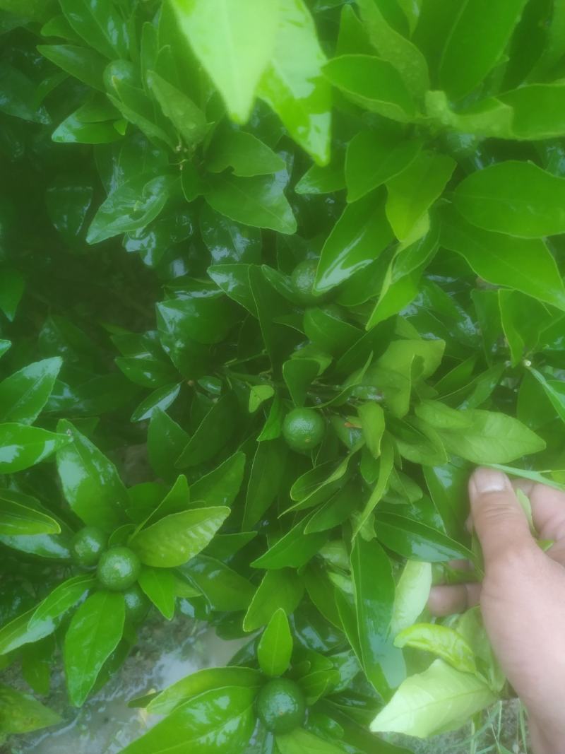 【精选】沃柑苗品种纯正地苗/大杯苗香橙/大叶积壳