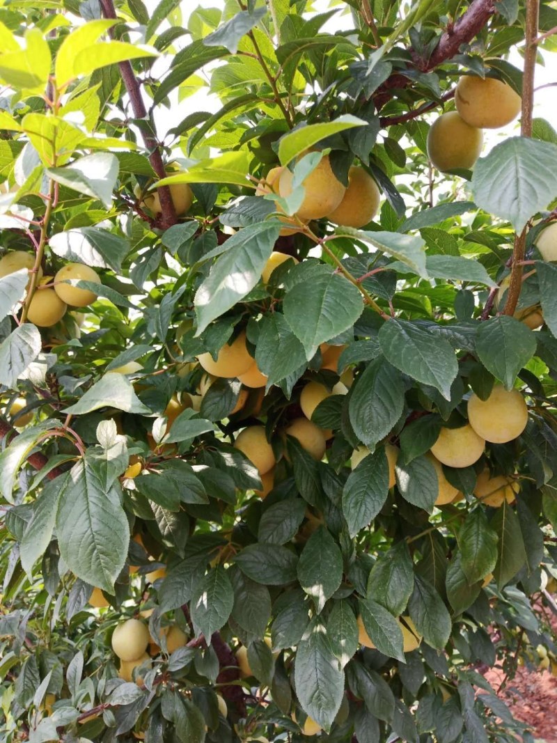 山东优质红布林香蕉李子大量上市，货源充足