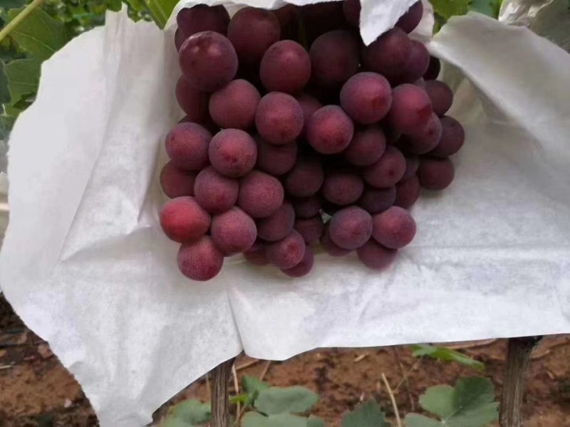 核果仁果类，红提水果，农产品