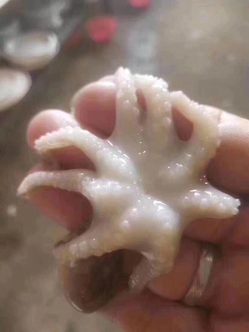 鲜活小章鱼迷你一口小章鱼一包400克真空包装