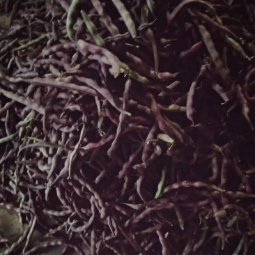 红紫四季豆，基地直供