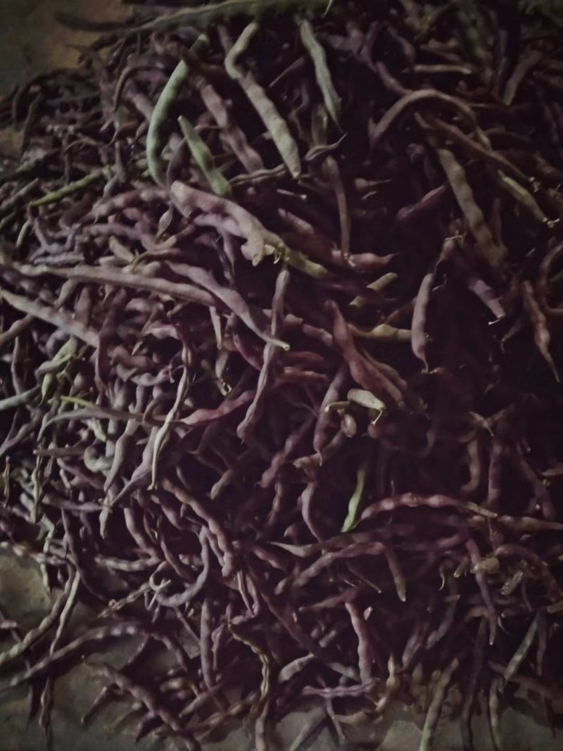 红紫四季豆，基地直供
