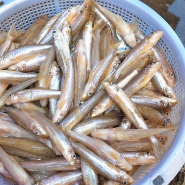生鲜河鱼仔