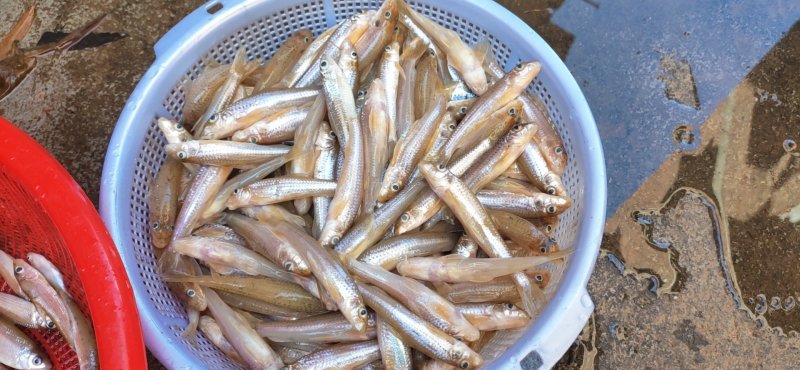 生鲜河鱼仔