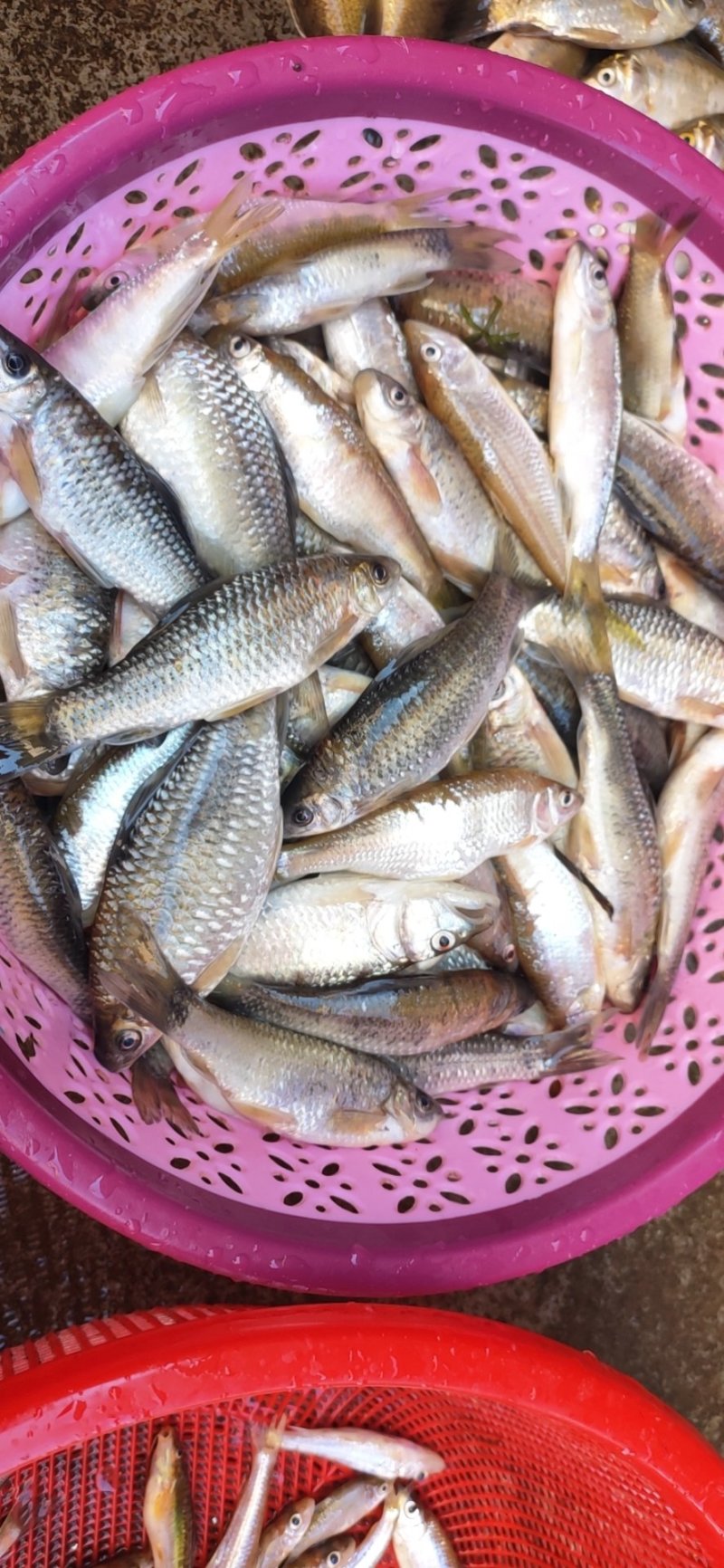 生鲜河鱼仔