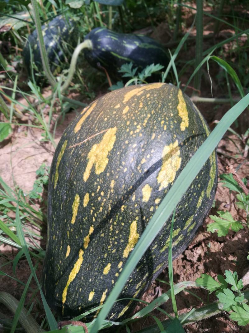 香芋南瓜秋季红沙土山地种植