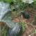 香芋南瓜秋季红沙土山地种植