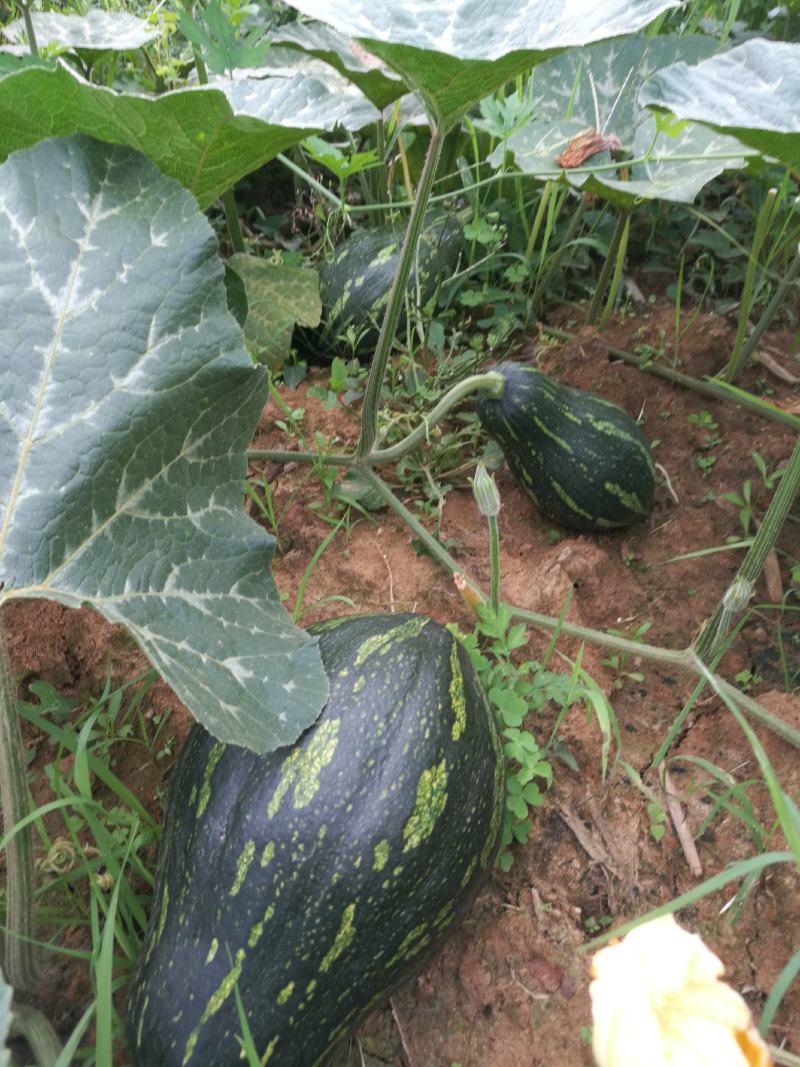 香芋南瓜秋季红沙土山地种植