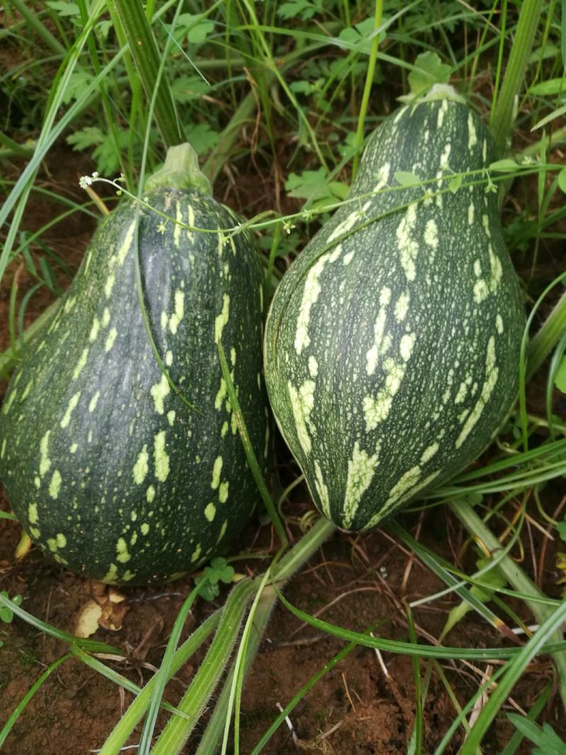 香芋南瓜秋季红沙土山地种植