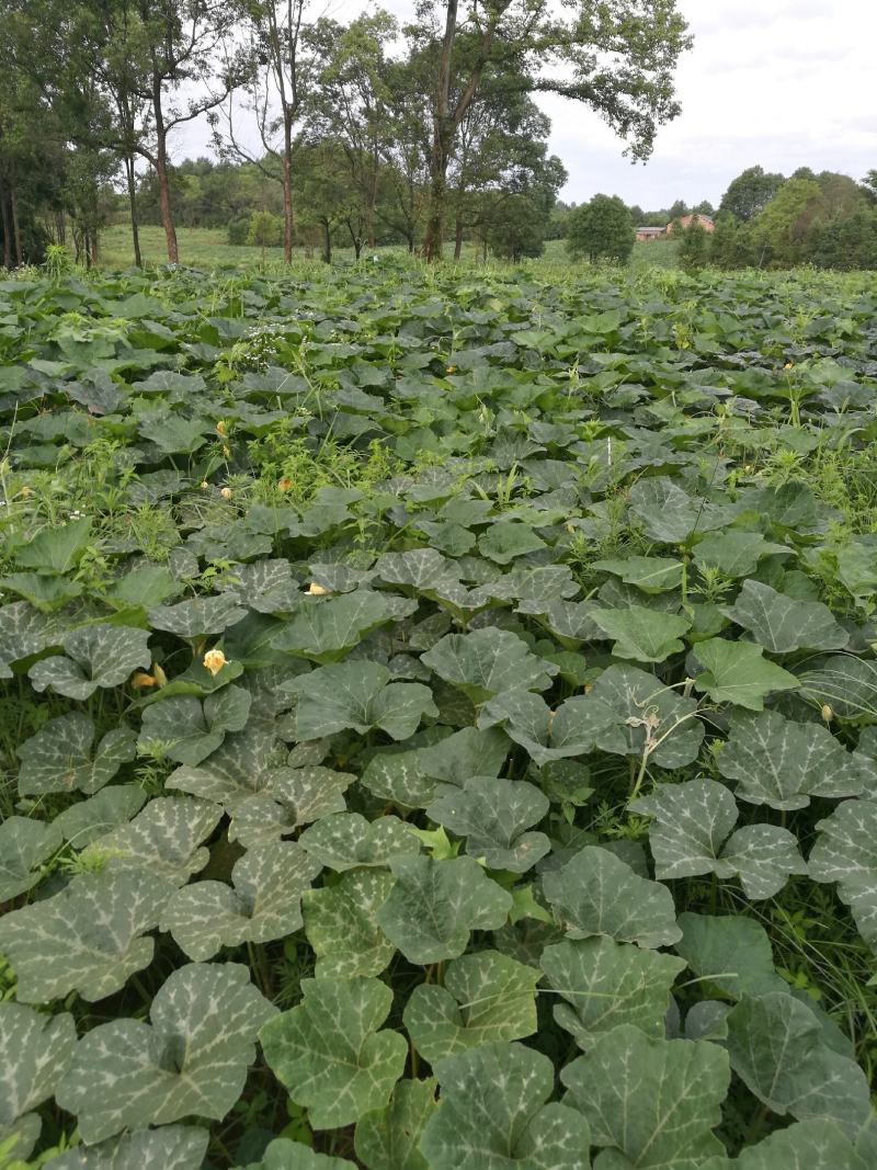 香芋南瓜秋季红沙土山地种植